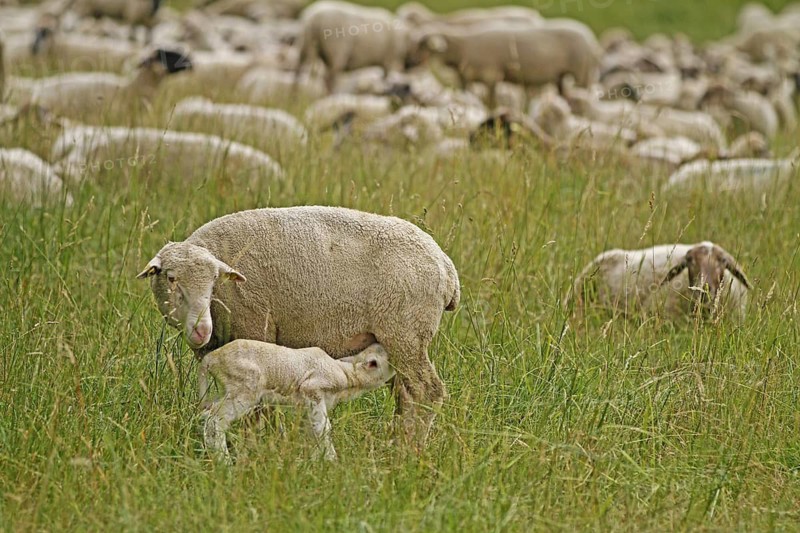Domestic sheep (Ovis orientalis aries), ewe with lamb, Arnsberg, North Rhine-Westphalia, Germany