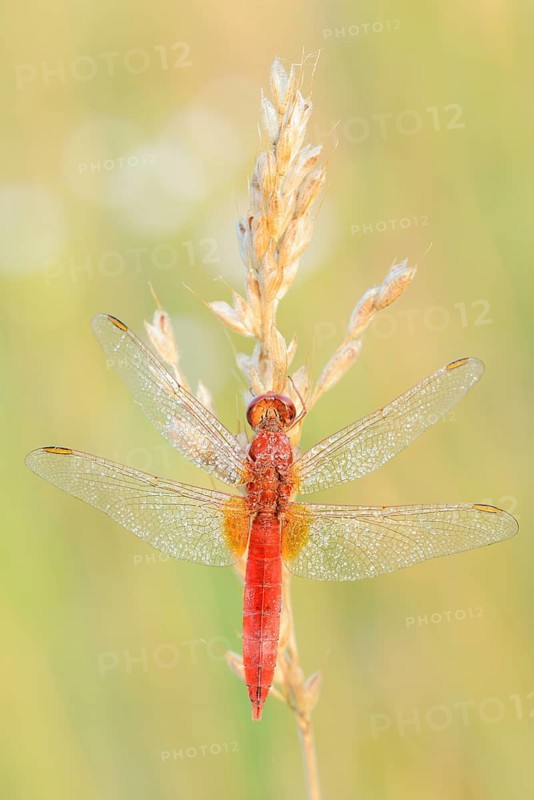 Red-eyed damselfly (Crocothemis erythraea), male, North Rhine-Westphalia, Germany