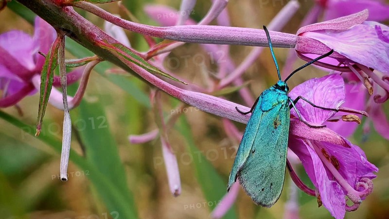 A bright green butterfly, the Statice Green Hairstreak (Adscita statices), is perched on pink flowers, Rennsteig, Thuringian Slate Mountains nature park Park, Upper Saale