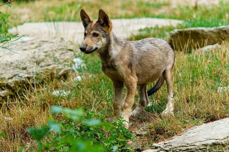 Timberwolf, wolf, American wolf (Canis lupus lycaon), Germany. A wolf cub stands cautiously on stony ground and looks around curiously