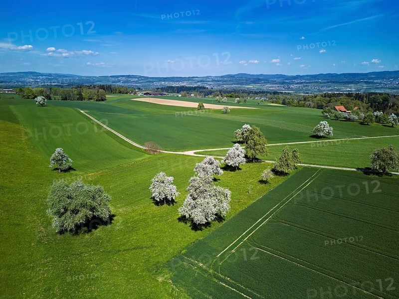 Blooming fruit trees, Geltwil, Freiamt, Canton of Aargau Switzerland
