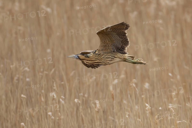 Eurasian or Great bittern (Botaurus stellaris) adult bird flying over a reedbed in spring, RSPB Minsmere nature reserve, Suffolk, England, United Kingdom