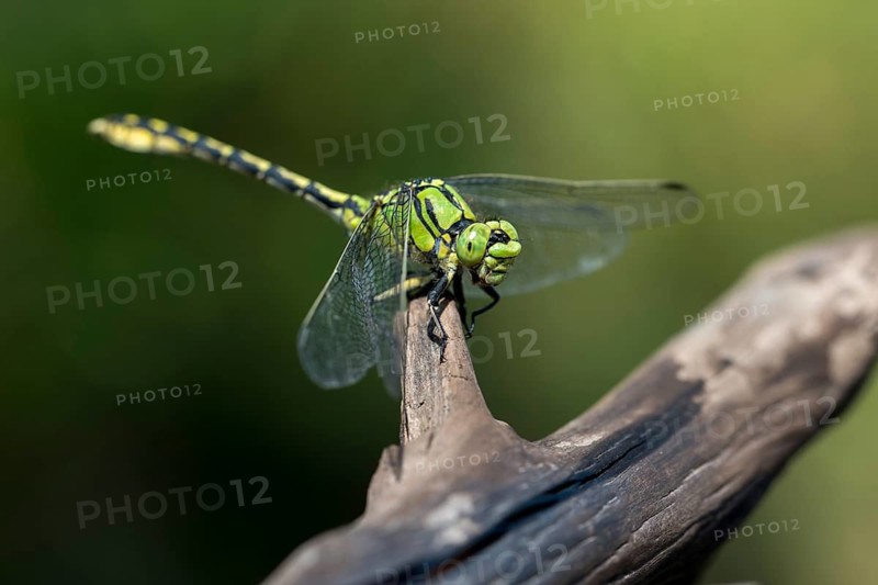 Green culbtail, green snaketail, green wedge, ophiogomphus cecilia, anisoptera, damselflies, dragonflies, insects, dragonflies, odonata