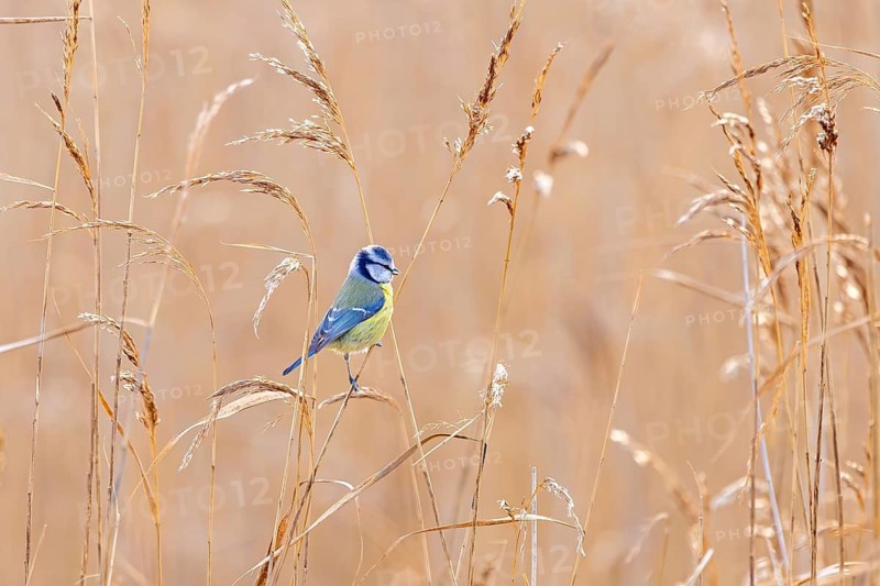 Eurasian blue tit (Cyanistes caeruleus, Parus caeruleus) perched on reed stem while foraging in reed bed in winter