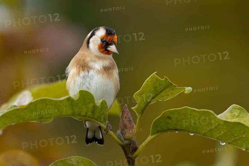 European goldfinch (Carduelis carduelis) adult garden bird in a magnolia tree with autumn colour leaves, England, United Kingdom
