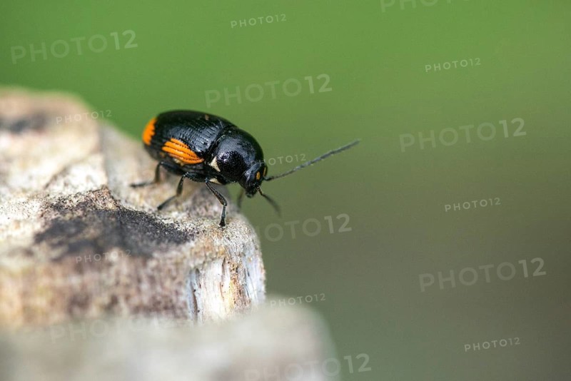 Leaf beetle, chrysomelidae, cryptocephalinae, cryptocephalus moraei, drop beetle, yellow-black leaf beetle, St. John's wort drop beetle, transverse-striped pot beetle, beetle, coleoptera, insects, beetles