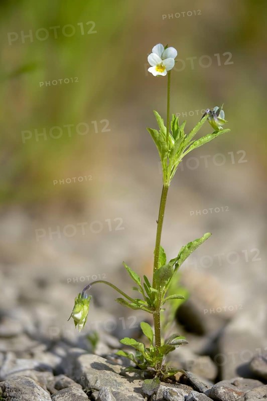 Field pansies, pansies, viola arvensis, field pansy, flora, high size, vertical format, plants, plants