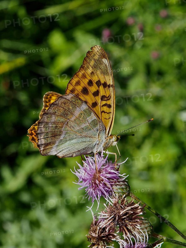 Close-up of a butterfly, the Emperor (Argynnis paphia), on a purple flower against a green background, Hüttchopf, Tösstal, Canton of Zurich, Switzerland