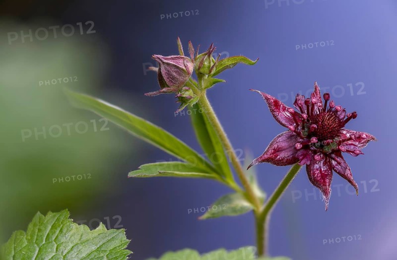 Blood Eye, Comarum Palustre, Potentilla Palustris, Rosaceae, Rose Family, Swamp Blood Eye, Flora, Marsh Cinquefoil, Plants, Purple Marshlocks, Swamp Cinquefoil