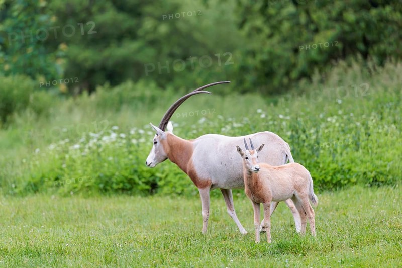 A female Scimitar Oryx (Oryx dammah) and a young run across a green meadow on a cloudy day. Extinct in the wild. Central Sahara, Niger, Chad