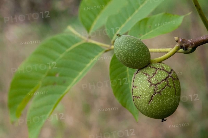 Real walnut, English walnut, Juglandaceae, Juglans regia, Madeira walnut, Persian walnut, walnut tree, walnut tree, trees, common walnut, flora, plants, plants, tree