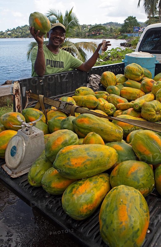 Jamaican man, 57 years old, selling papayas from the back of his pickup truck, Port Antonio, Portland Parish, Jamaica, West Indies, Caribbean, Central America
