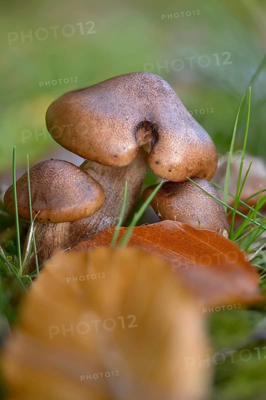 Bitter oak knight, Tricholoma ustaloides, fungi, fungus, high size, portrait format, mushrooms