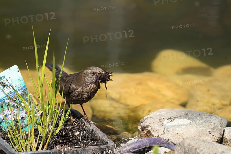 Blackbird (Turdus merula) female looking for nesting material in the plant baskets by the garden pond, Allgäu, Bavaria, Germany