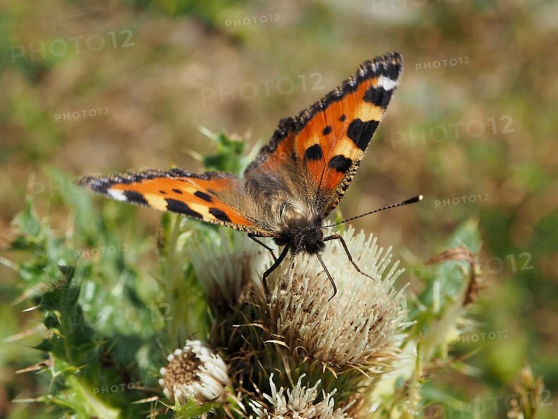 An orange and black butterfly, the Small tortoiseshell (Aglais urticae), perched on a thistle in summer, Goms, Canton of Valais, Switzerland