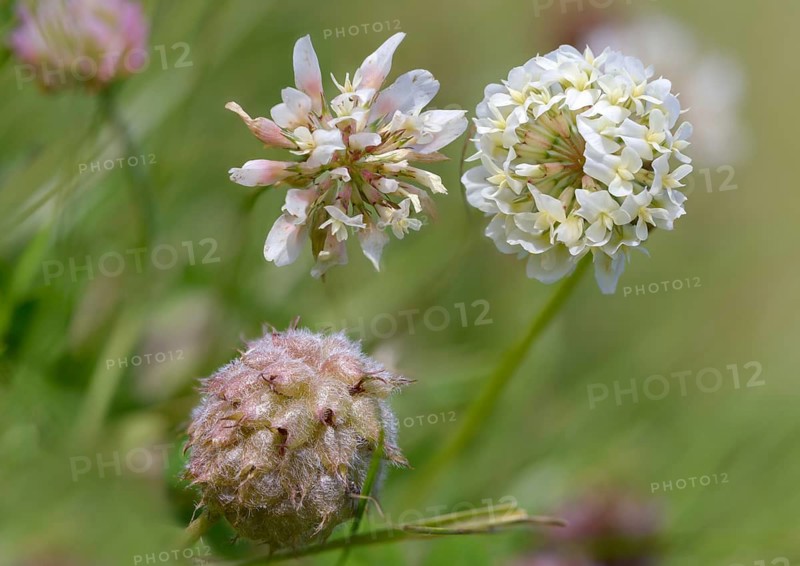 Strawberry clover, raspberry clover, creeping clover, trifolium fragiferum, trifolium repens, white clover, flora, plants, strawberry clover, white clover