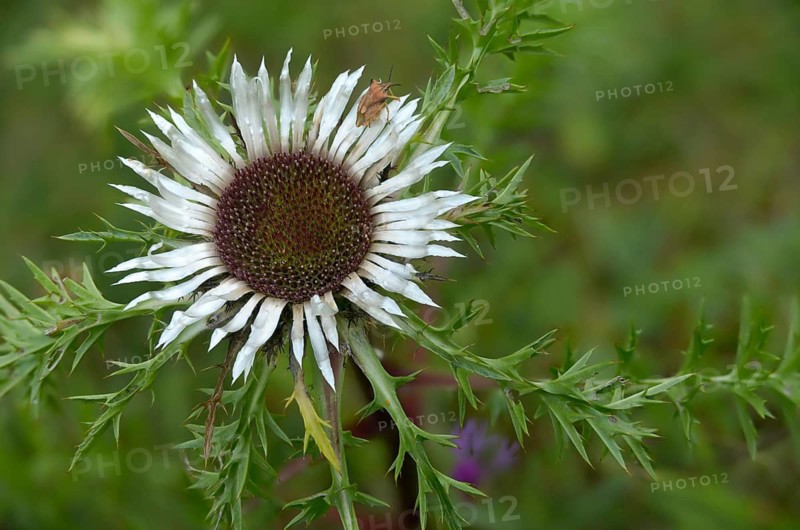 Asteraceae, carlina acaulis, boar root, daisy carline thistle, flora, plants, plants, silver thistle, silver thistle, stemless carline thistle