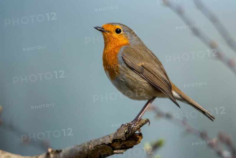 Erithacus rubecula, robin, robins, birds, passeri, songbirds, birds