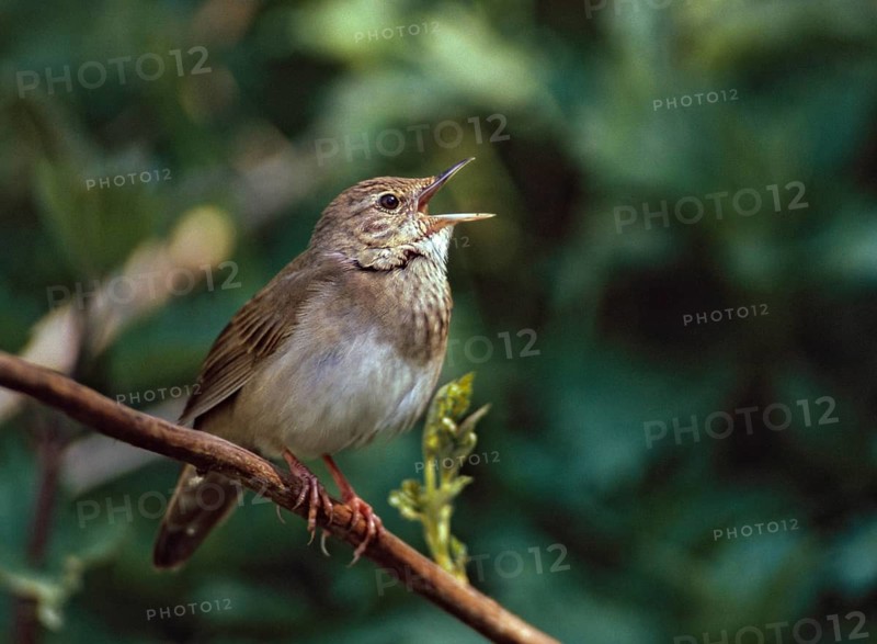 Locustella fluviatilis, river warbler, swirl, birds, song, male, passeri, singing, songbirds, birds