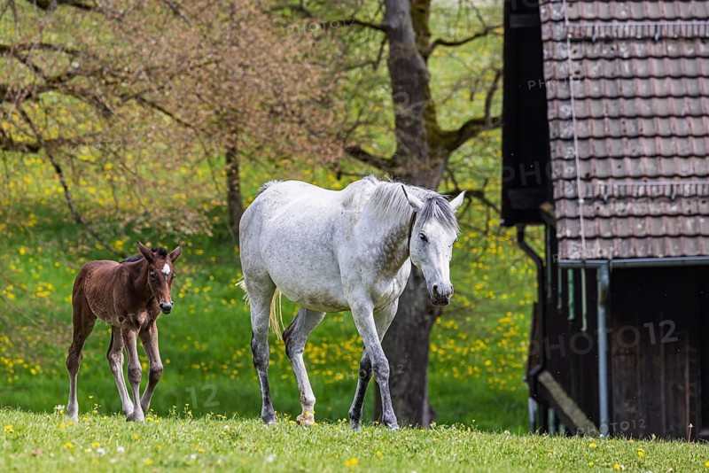 Foal pasture at Marbach main and state stud. Württemberger Warmblood with their foals. The stud is an important point of contact for horse breeders and equestrian athletes. The breeding of Arabian horses there is very well known. There are between 520 and 600 horses of various breeds in Marbach. Gomadingen, Baden-Württemberg, Germany