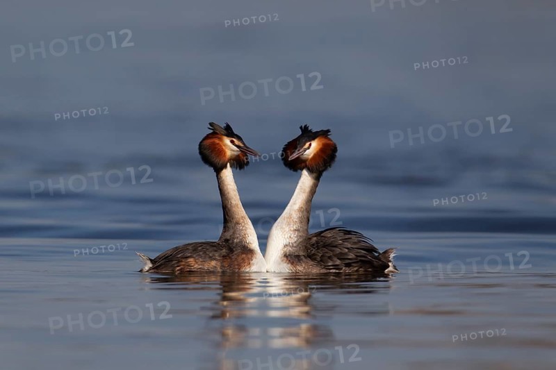 Great crested grebe (Podiceps cristatus) two adult birds performing their love courtship display on a lake in spring, England, United Kingdom