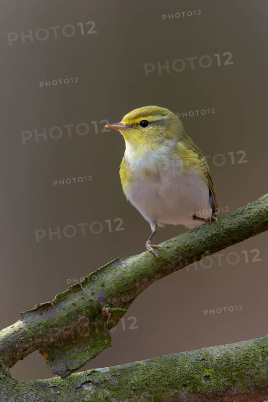 Phylloscopus sibilatrix, woodwarbler, birds, high size, portrait format, passeri, songbirds, songbirds, birds