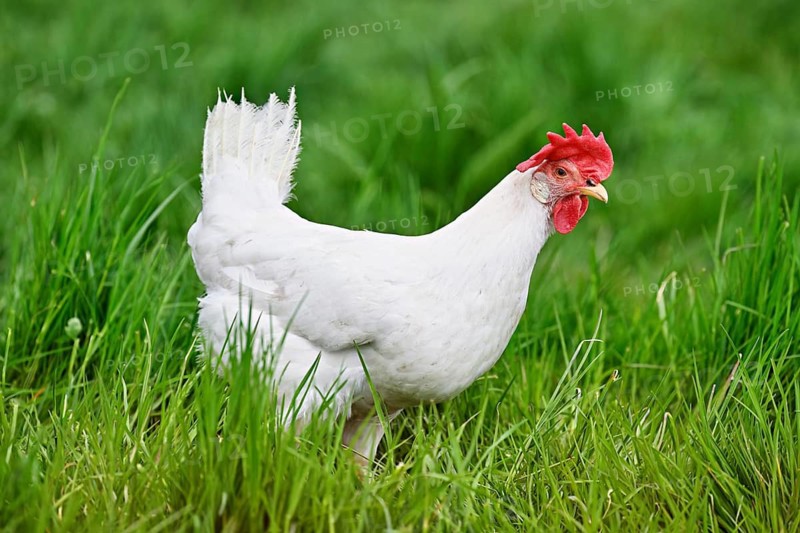 Swiss chicken standing in meadow, Mühlau, Canton of Aargau, Switzerland