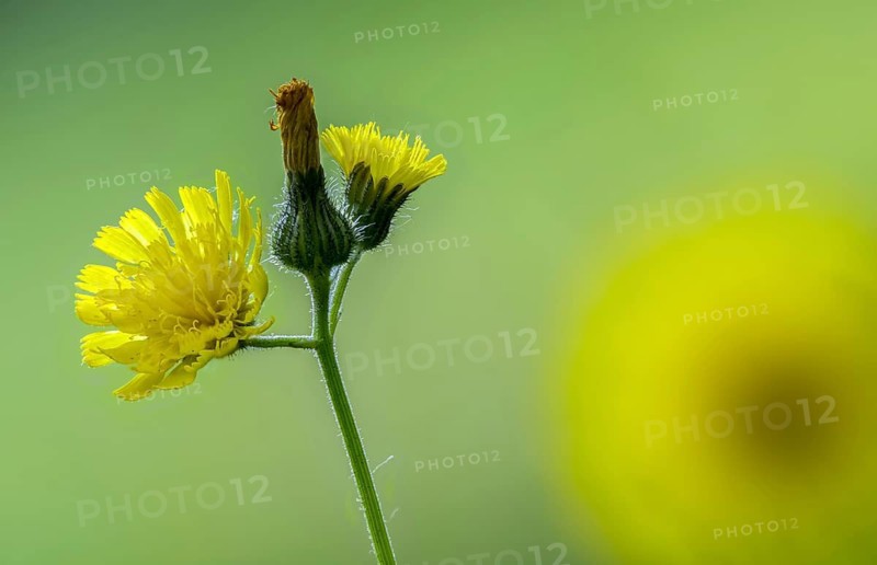 Asteraceae, European hawkweed, hawkweed, hieracium lactucella, daisy, pilosella lactucella, flora, plants, plants, plants, oar hawkweed