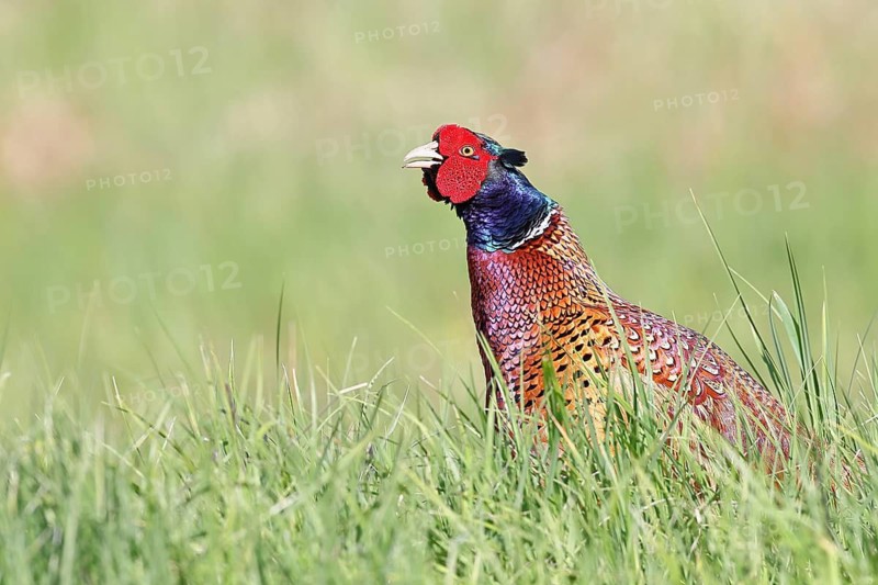 Pheasant, common pheasant (Phasianus colchicus), adult male bird uttering a courtship call in a meadow, territorial boundary, wildlife, Lembruch, Ochsen Moor, Dümmer nature park Park, Lower Saxony, Germany