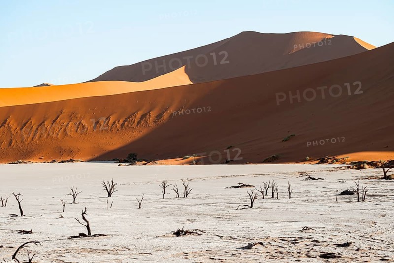 Dead camel thorn trees (Vachellia erioloba), red sand dunes, white salt pan, Dead Vlei, Sossusvlei, Namib Desert, Namib-Naukluft Park, Namibia