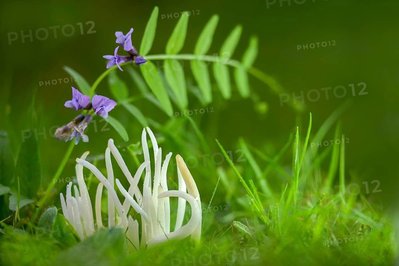 Clavaria fragilis, Clavaria vermicularis, fairy fingers, white spindle, white worm coral, meadow leg, worm-shaped tuft leg, worm-shaped club, worm-shaped meadowleg, fairy fingers, fungi, fungus, mushrooms, white spindles, white worm coral, y12