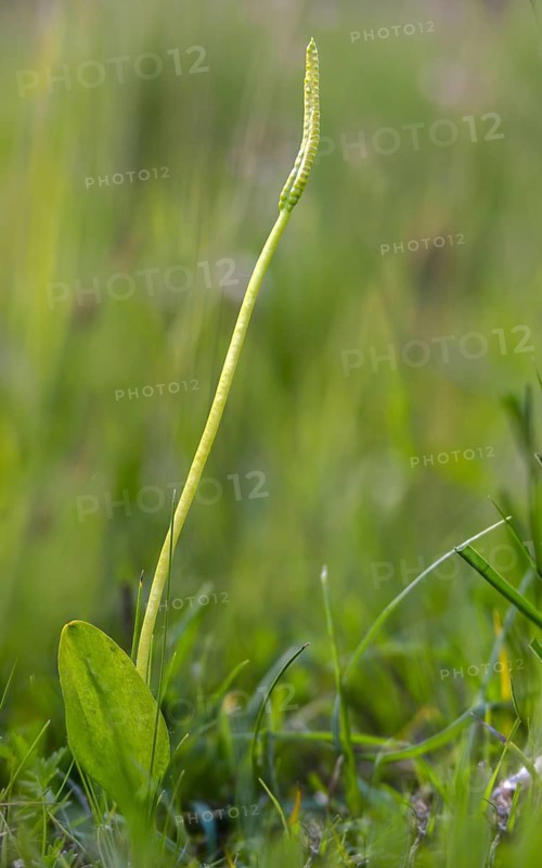 Common snake tongue, snake tongue, snake tongue family, ophioglossaceae, ophioglossum vulgatum, adder's-tongue, adders-tongue fern, flora, high size, vertical format, plants, plants, southern adders-tongue
