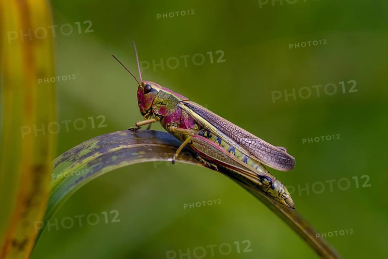 Acrididae, caelifera, field locustines, locustinae, mecostethus grossus, stethophyma grossum, marshhopper, grasshopper, grasshopper, grasshoppers, insects, large marsh grasshopper, leo