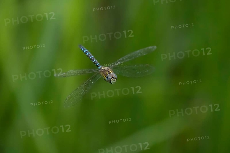 Migrant hawker dragonfly (Aeshna mixta) adult insect flying over a pond in summer, Suffolk, England, United Kingdom