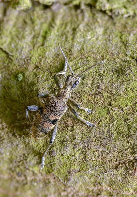Snappy pintreck, blackspotted pliers support beetle, hardwood pincheon, rhagium mordax, scrap-tongerbuck, black-spotted pintreck, pincer buck, beetle, coleoptera, high size, portrait format, insects, beetles