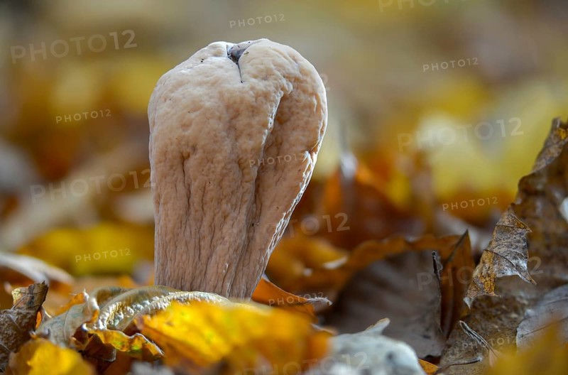 Clavariadelphus pistillaris, large Hercules leg, Hercules leg, common club coral, fungi, fungus, mushrooms