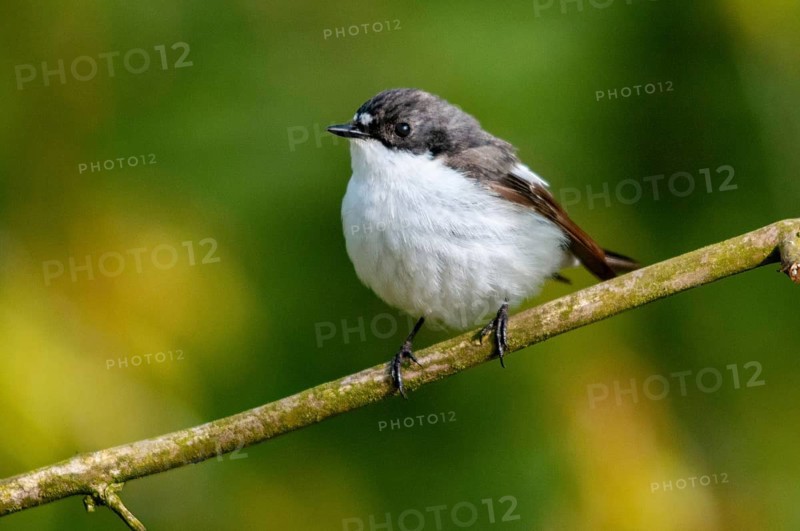 Ficedula hypoleuca, pied flycatcher, mourning snapper, mourning snapper, birds, male, passeri, songbirds, birds