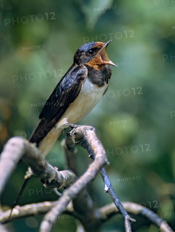 Hirundo rustica, house martin, swallow, birds, song, high size, portrait, male, passeri, swallows, singing, songbirds, songbirds, birds