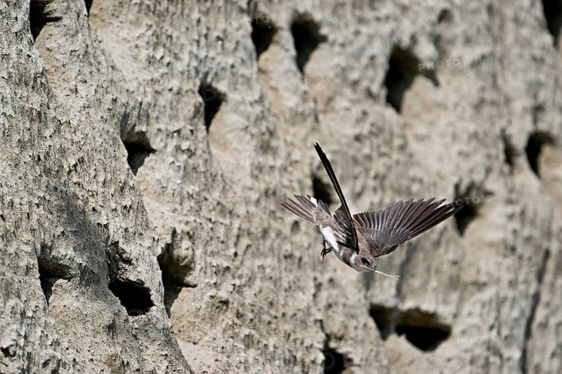 Sand martin (Riparia riparia), taking off from its breeding tube, Reussegg nature reserve, Canton Aargau, Switzerland