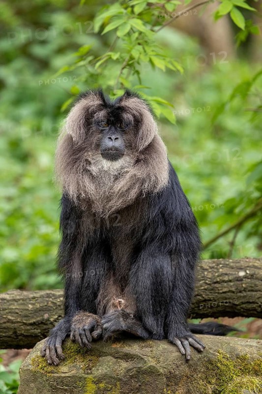 A monkey sits calmly on a rock next to a tree trunk, surrounded by nature and greenery, bearded macaque (Macaca silenus), bearded macaque sitting on a tree stump, in captivity, Apenheul, Netherlands
