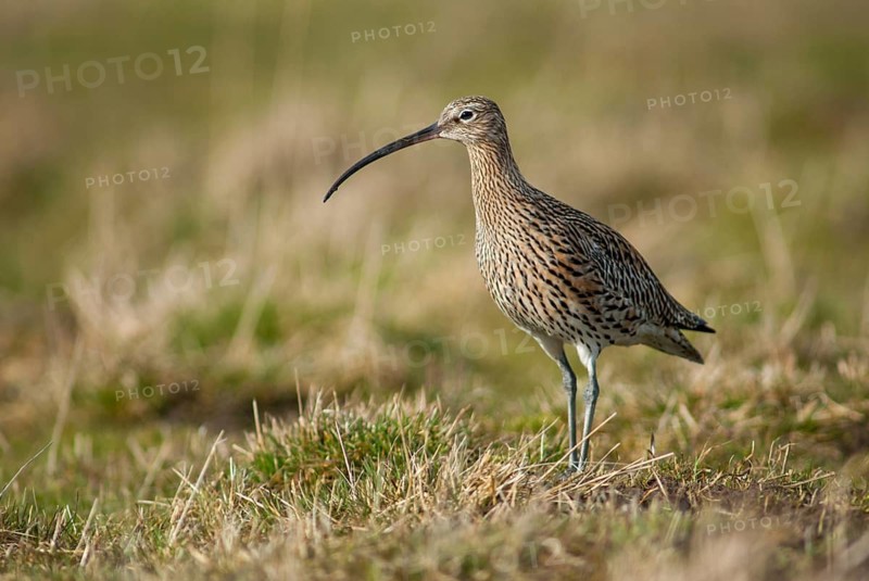 Curlew, curlew, numenius arquata, birds, curlew, charadriiformes, limikolen, snipe birds, scolopacidae, birds, waders, waders