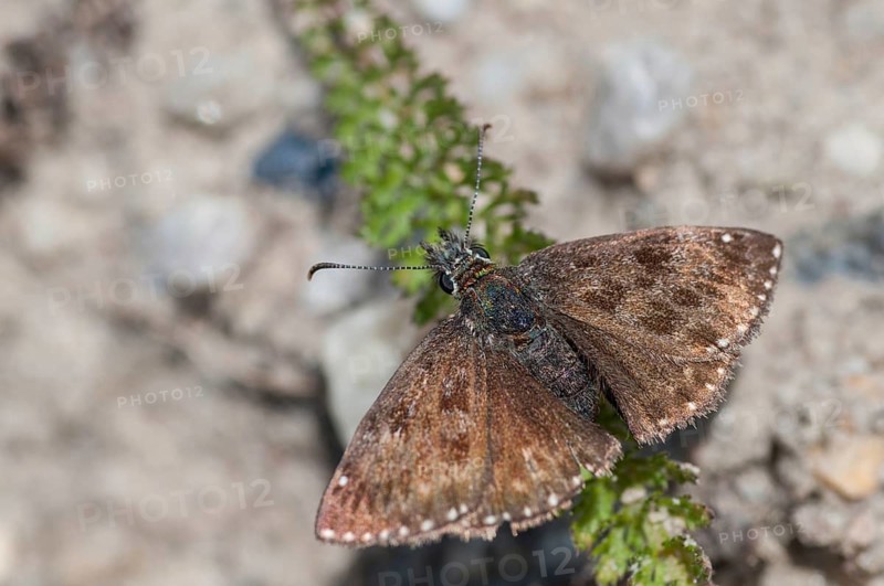 Dingy skipper, dark-headed butterfly, insects, butterflies, insects, butterflies, butterflies, butterflies, butterflies, butterflies
