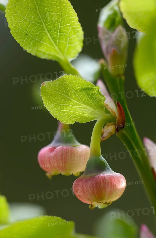 Bickberry, blueberry, ericaceae, European blueberry, heather family, blueberry, mollberry, blackberry, vaccinium myrtillus, wild berry, tickberry, blue whortleberry, common bilberry, flora, high size, portrait format, plants, plants