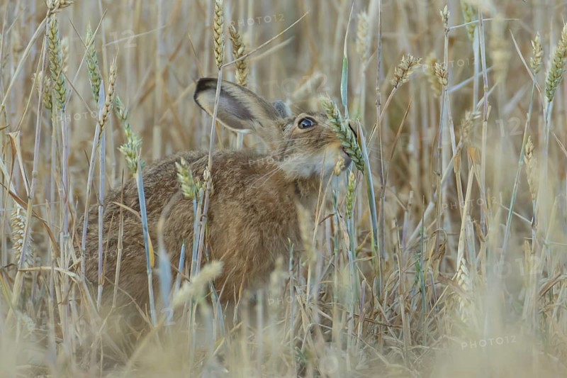 European brown hare (Lepus europaeus) adult animal feeding on a wheat sheath in a farmland field in summer, England, United Kingdom