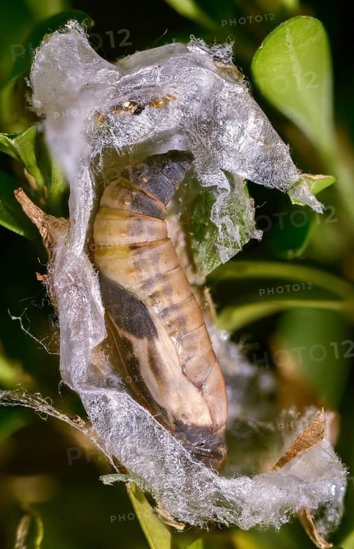Box tree moth, boxwood moth, boxwood moth, cydalima perspectalis, moth, web, high size, portrait format, insects, moths, pupa, butterflies