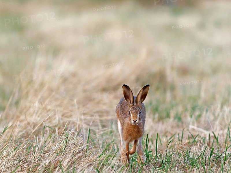 A brown hare (Lepus europaeus) runs towards the photographer across a meadow, Solms, Hesse, Germany