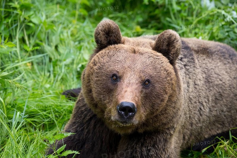 A brown bear lies relaxed in the tall grass of the forest, European brown bear (Ursus arctos arctos), Transylvania, Carpathians, Romania