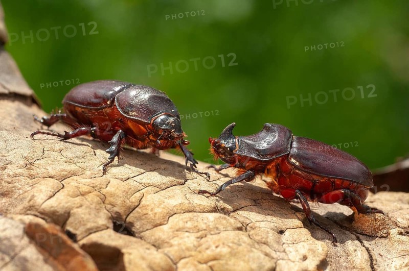European rhinoceros beetle, rhinoceros beetle, oryctes nasicornis, rhinoceros beetle, beetle, coleoptera, female, insects, beetles, male, female