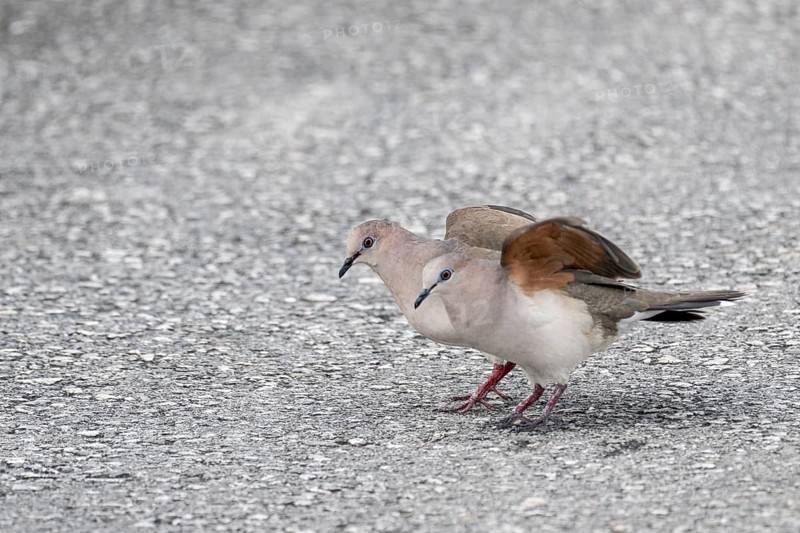 White-fronted pigeons (Henicophaps albifrons), Curacao