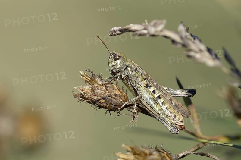 Acrididae, Brandenburg, Caelifera, Germany, field locusts, gomphocerinae, short-feeler, Nabu project, national natural heritage, natural paradise Grünhaus, omocestus haemorrhoidalis, orange-tipped grasshopper, red-bodied grasshopper, post-mining landscape, female, grasshopper, grasshopper, grasshopper, grasshopper, grasshopper, grasshopper, grasshopper, grasshopper, grasshopper, grasshopper, grasshopper, grasshopper, grasshopper, grasshopper, grasshopper, grasshopper, grasshopper, grasshopper, grasshopper, grasshopper, grasshopper, grasshopper, grasshopper, grasshopper, grasshopper, grasshopper, grasshopper, grasshopper, grasshopper, grasshopper insects, camouflage, female